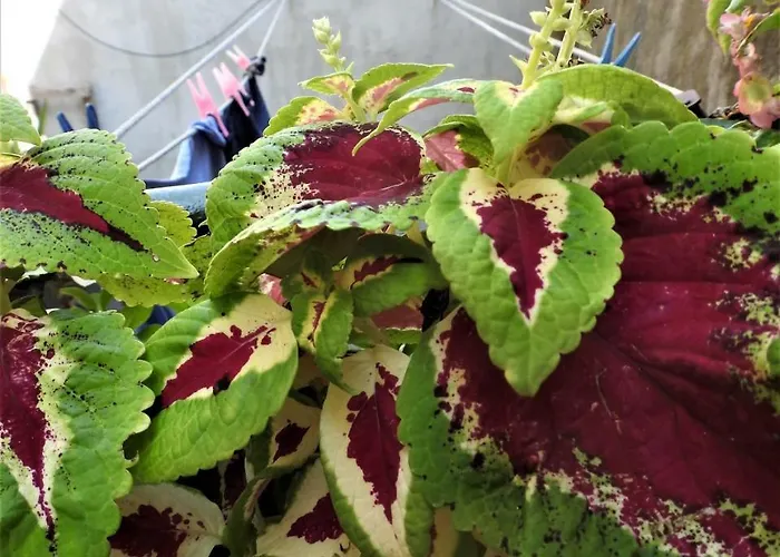 Kovacic_grubisic Apartman *